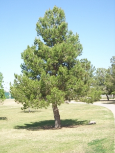 Edarica Pine